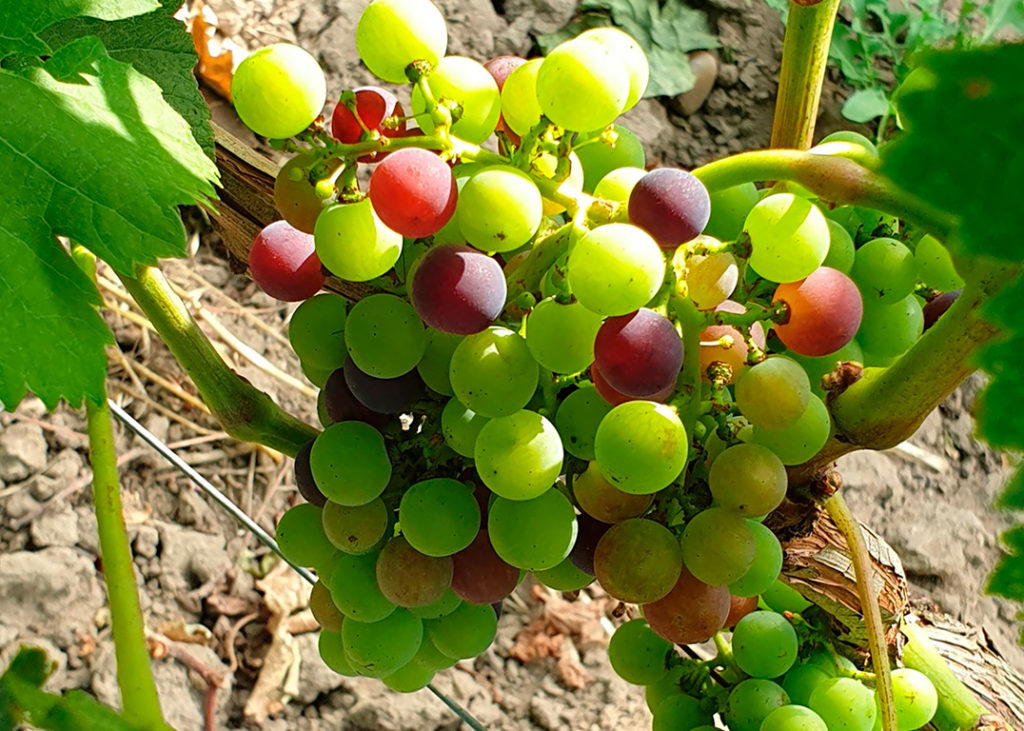 grappe de raisin mulitcolore