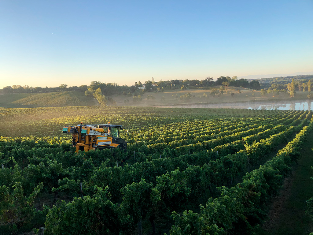 vendanges mécaniques et matinales