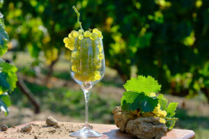 la vigne dans un verre à vin