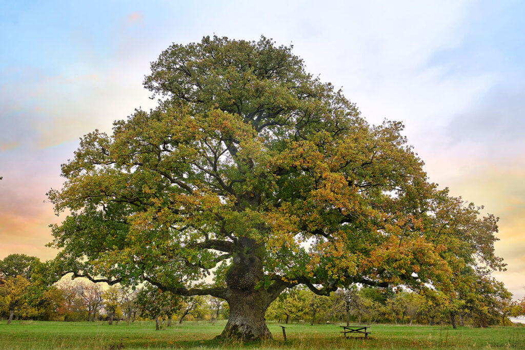 Chênh à l'automne