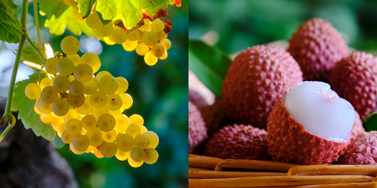 Des baies de raisin aux arômes de litchi... Château SaintAubin