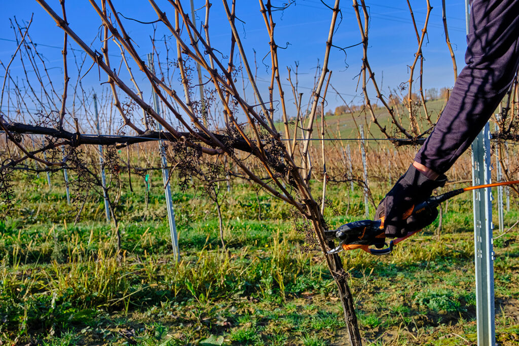 la vigne en hiver